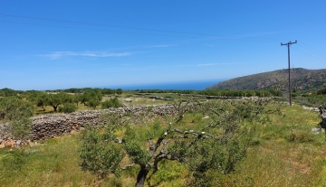 VRPL697 – Building plot of 3500m2 with olive trees in Vrouhas, Elounda.