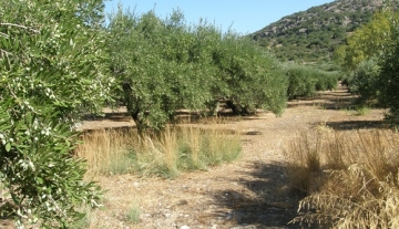 BPM4634 – 2086 m2 plot of land in Mardati, Agios Nikolaos.